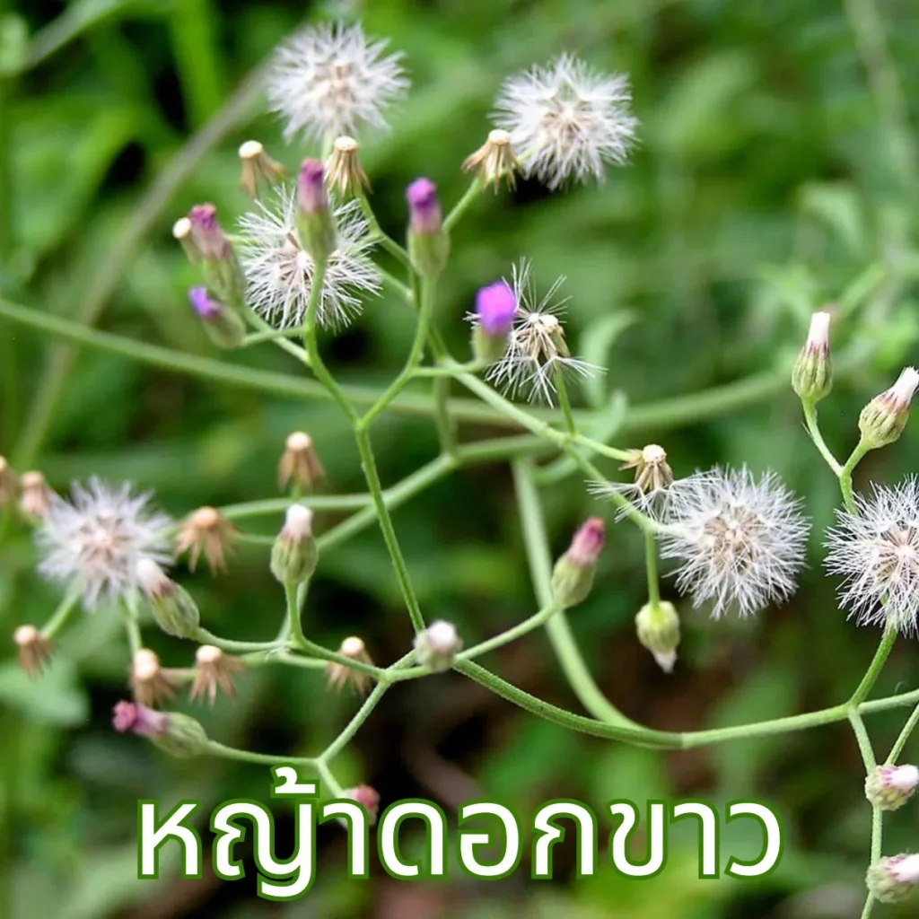ต้นหญ้าดอกขาว หรือหมอน้อย
