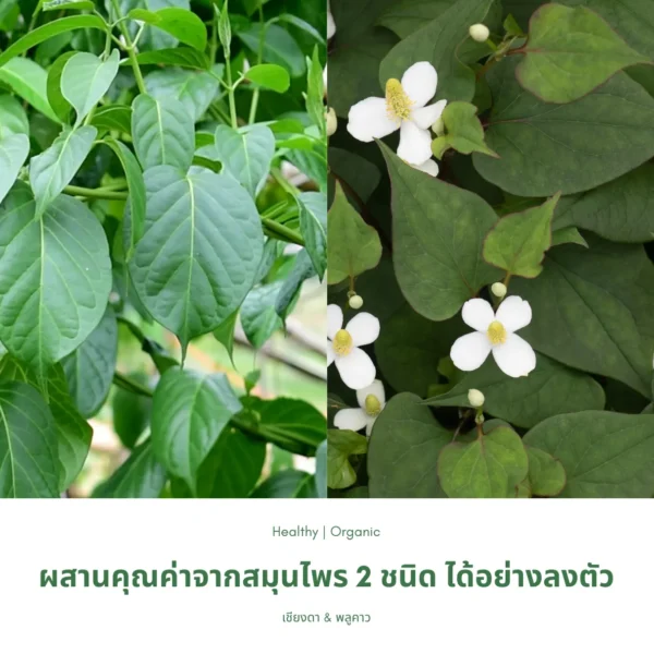 ชาใบเชียงดาผสมพลูคาว ตราไร่กฤติยา