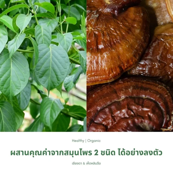 เชียงดาและเห็ดหลินจือ
