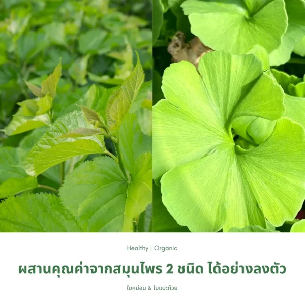 ชาใบหม่อนผสมใบแปะก๊วย