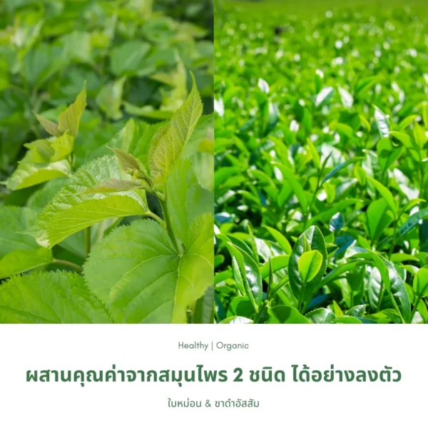 ใบหม่อนและต้นชา