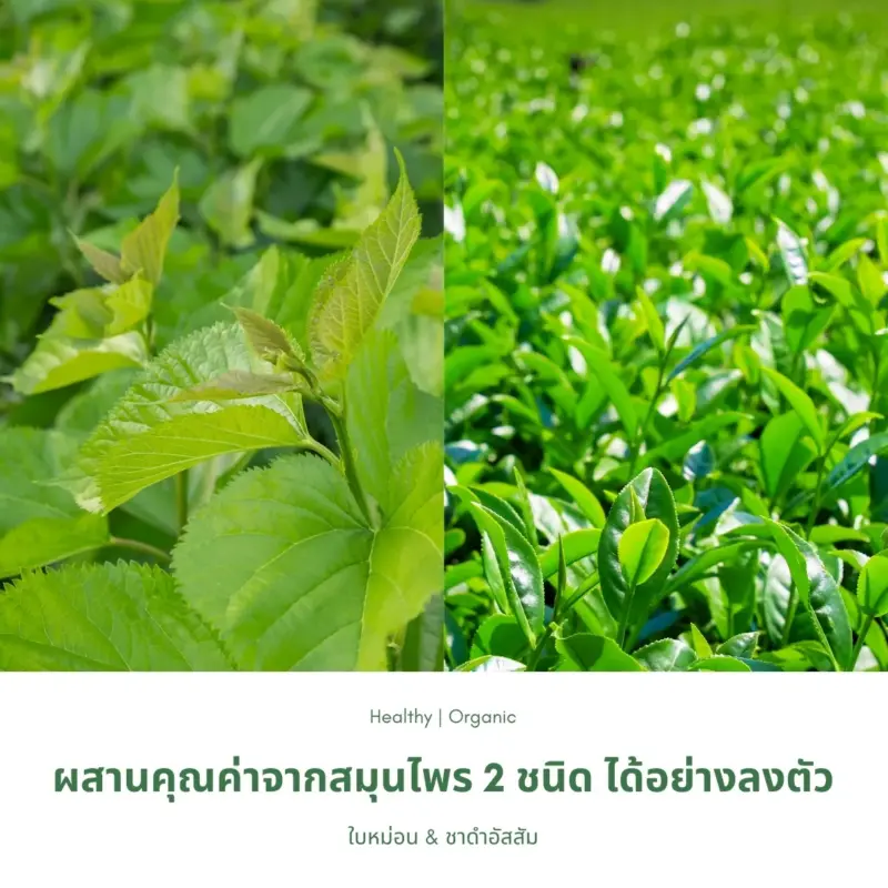 ใบหม่อนและต้นชา