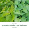 ต้นหม่อนและต้นพลูคาว