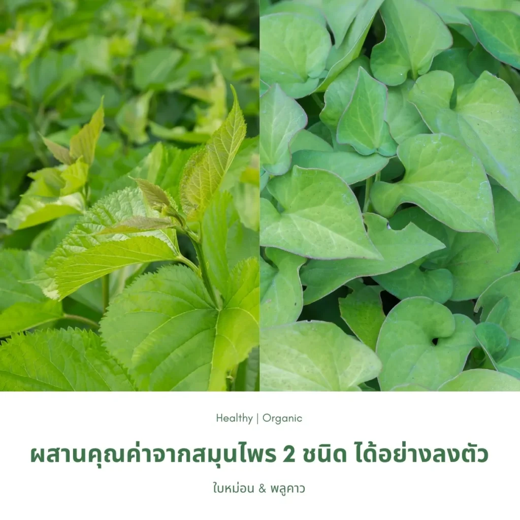 ใบหม่อนและต้นพลูคาว