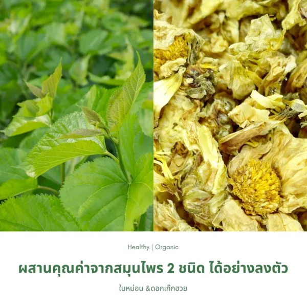 ใบหม่อนและดอกเก๊กฮวย