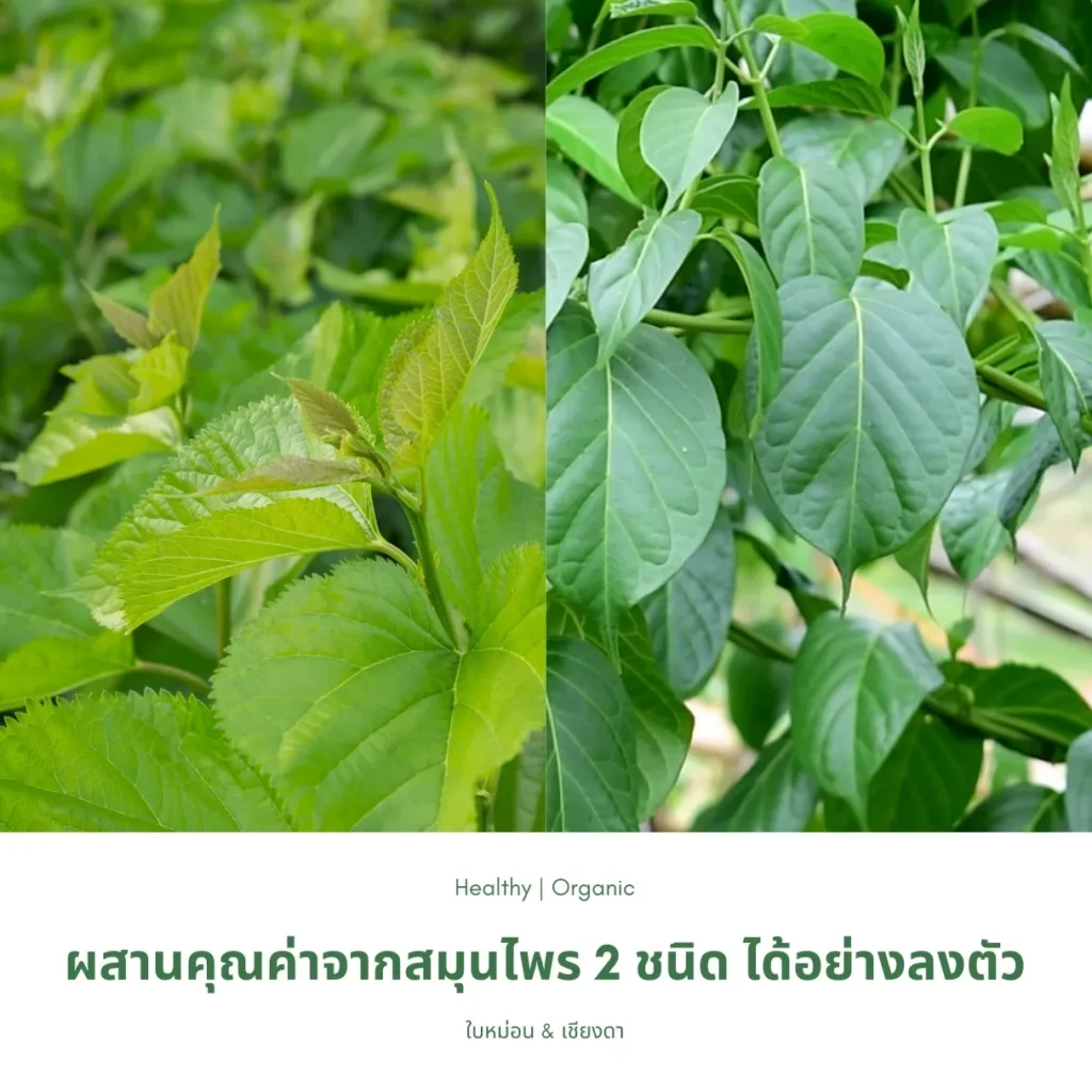ใบหม่อนและใบเชียงดา