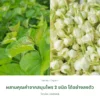 ใบหม่อนและดอกมะลิ