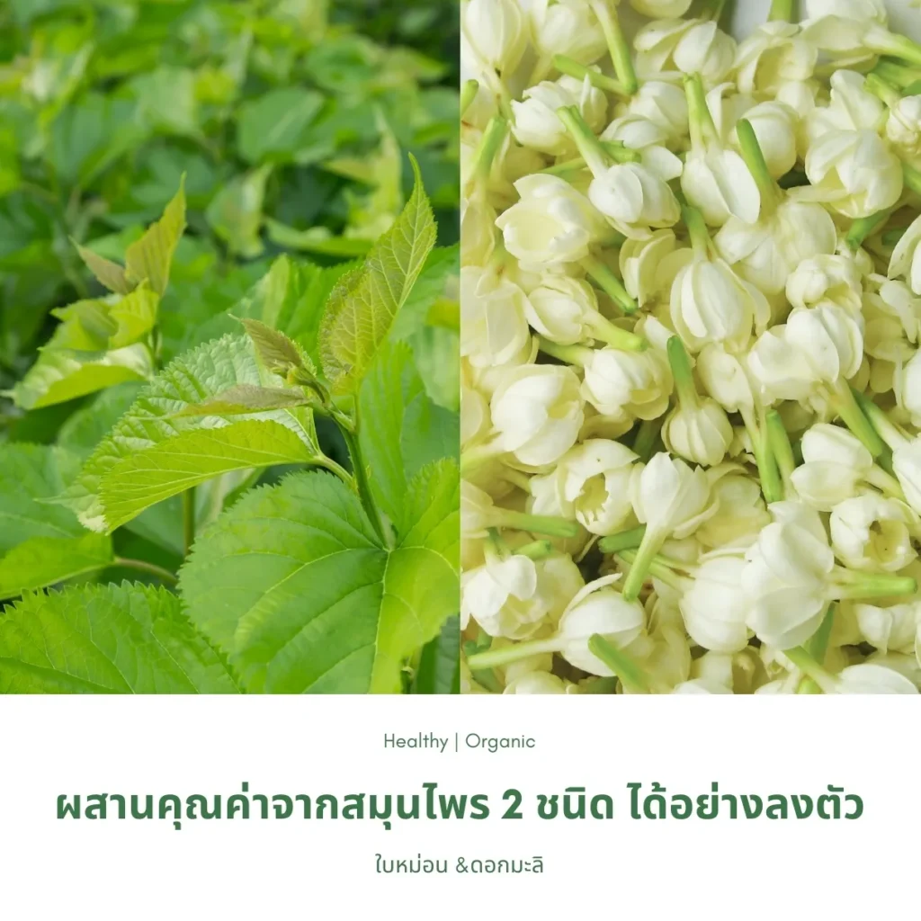 ใบหม่อนและดอกมะลิ