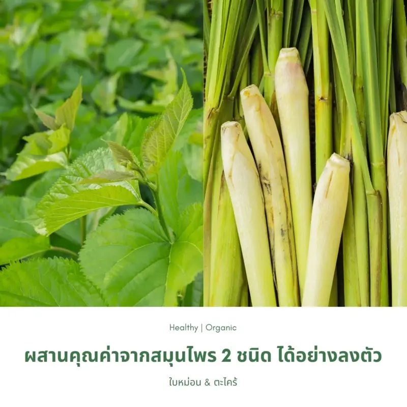 ใบหม่อนขาวและตะไคร้