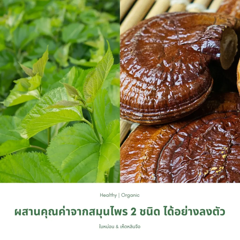ใบหม่อนและเห็ดหลินจือ