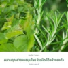 ใบหม่อนและโรสแมรี่