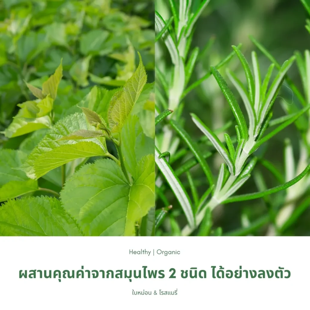 ใบหม่อนและโรสแมรี่
