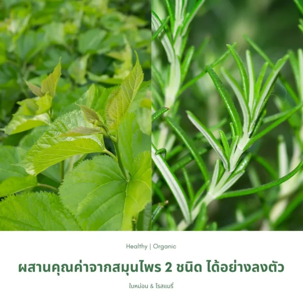 ใบหม่อนและโรสแมรี่