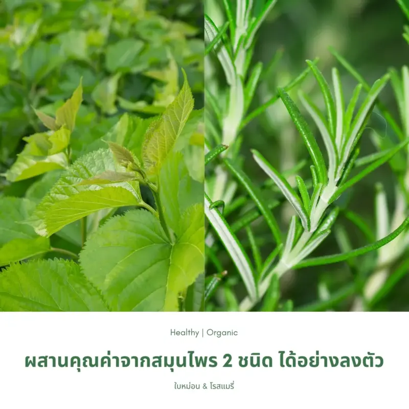 ใบหม่อนและโรสแมรี่