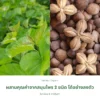 ใบหม่อนและดาวอินคา