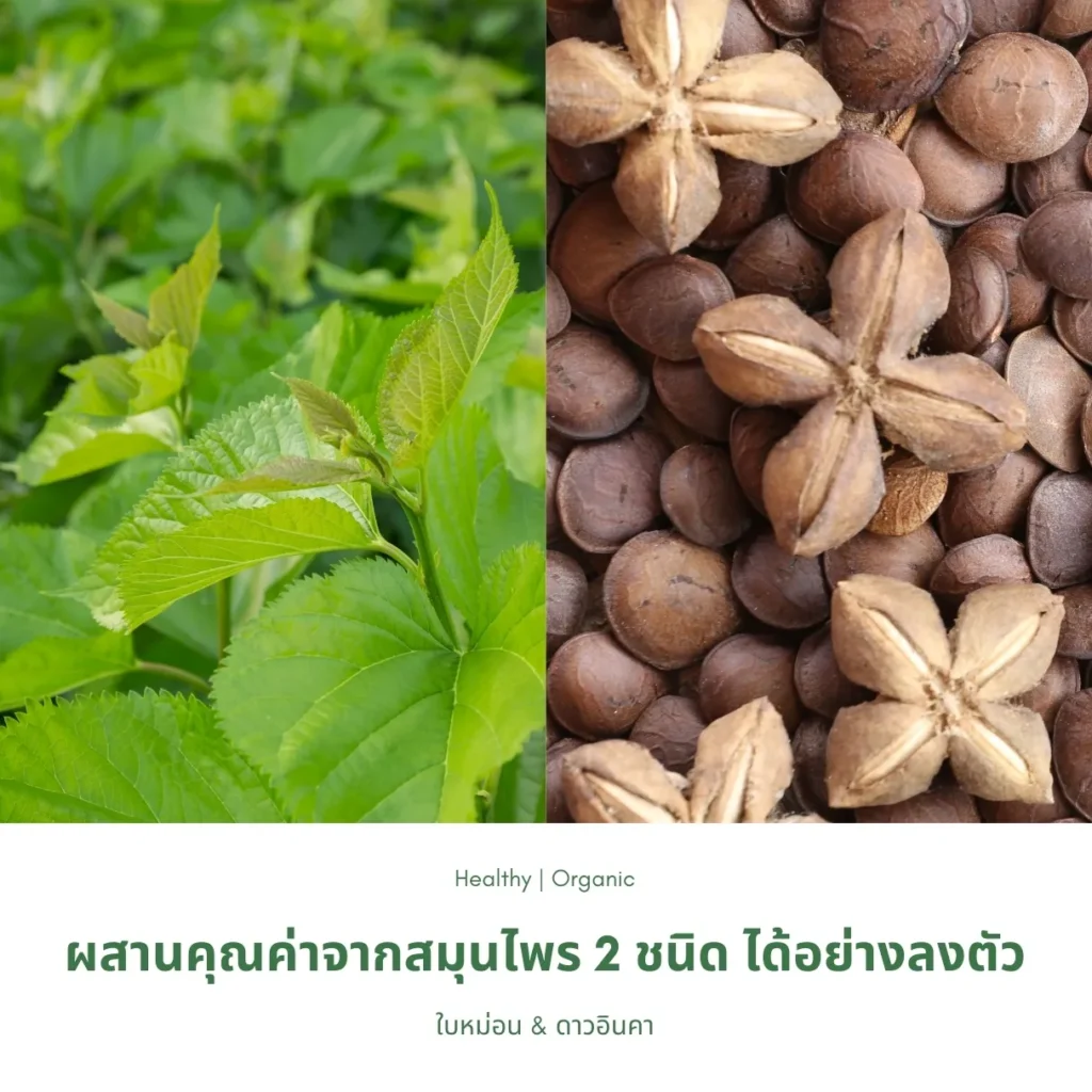 ใบหม่อนและดาวอินคา
