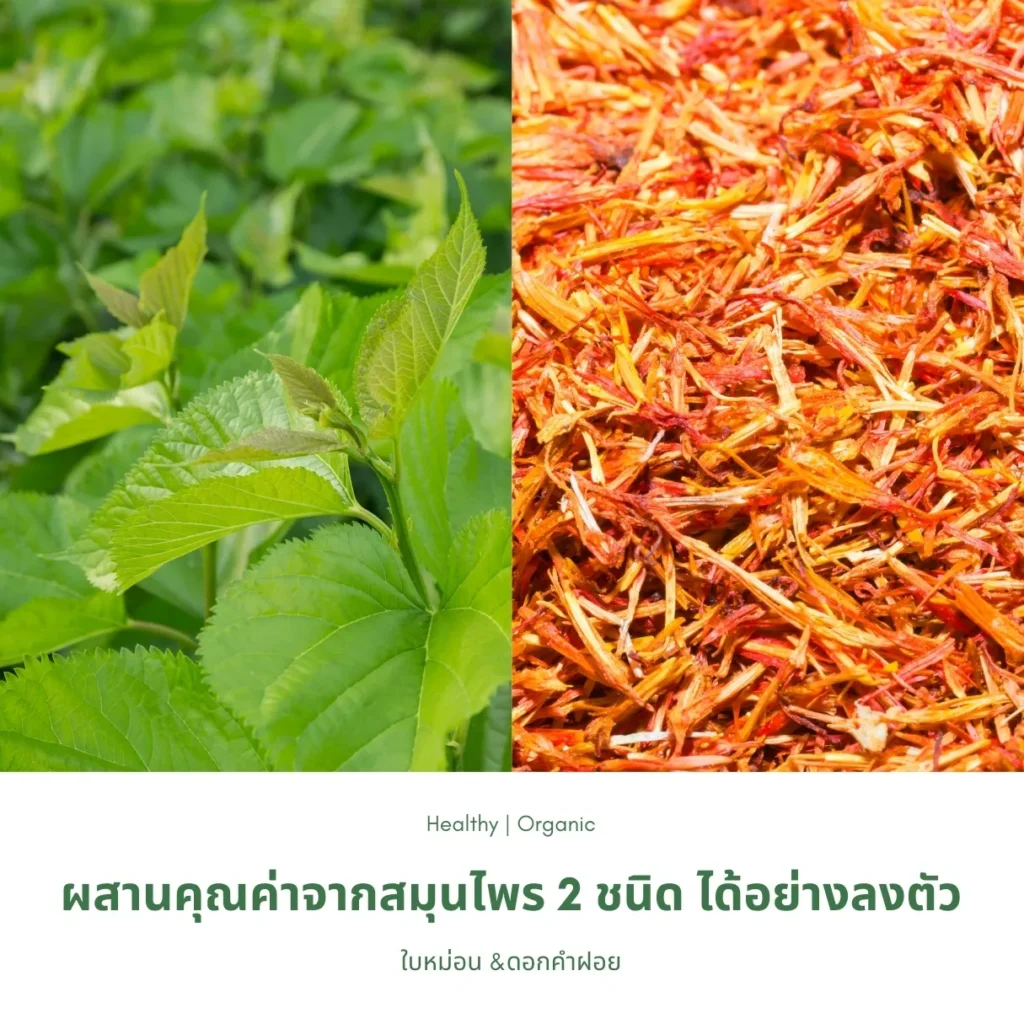 ใบหม่อนและดอกคำฝอย