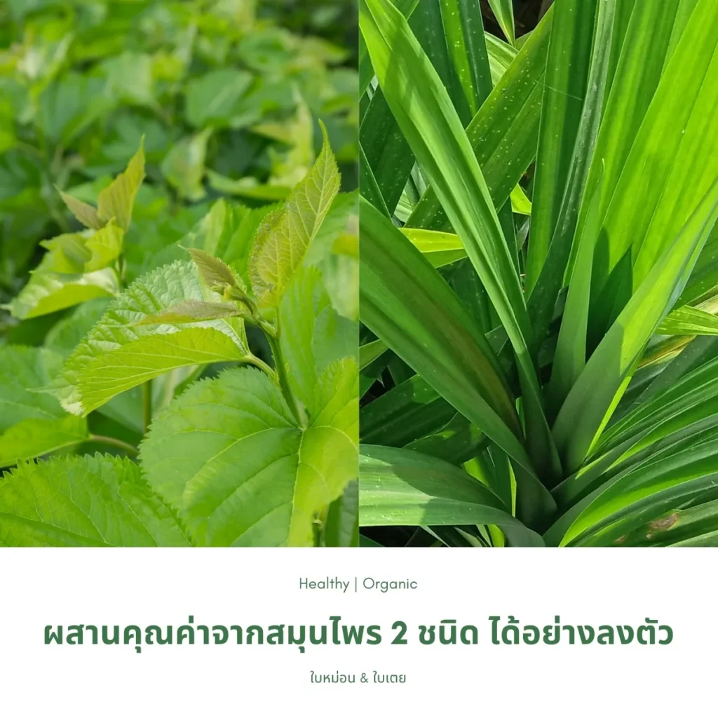 ใบหม่อนและใบเตย