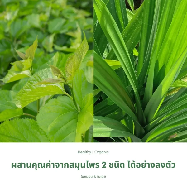 ใบหม่อนและใบเตย