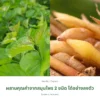 ใบหม่อนและกระชายขาว