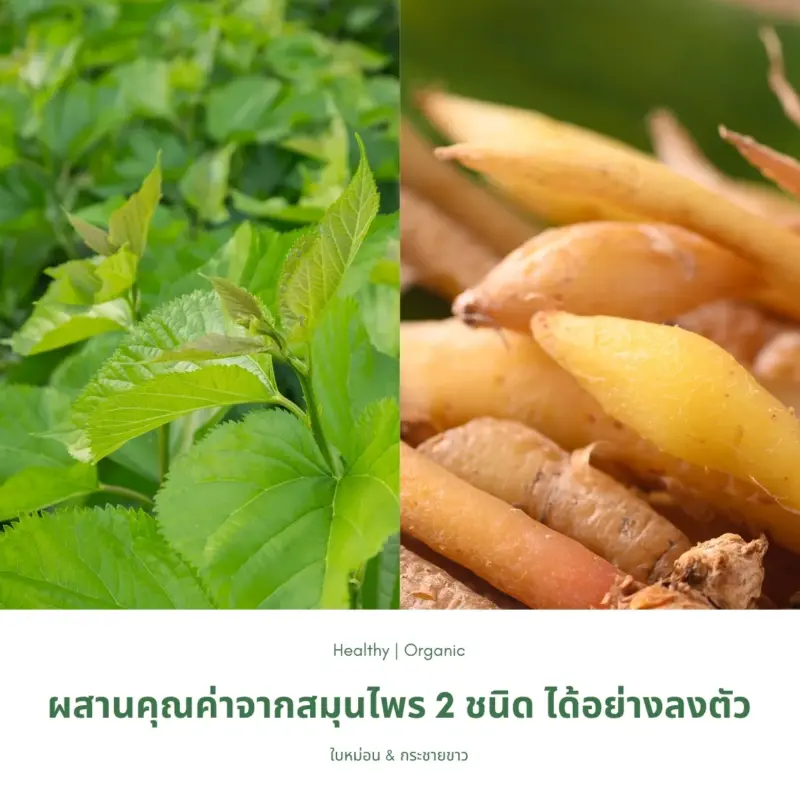ใบหม่อนและกระชายขาว