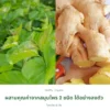 ใบหม่อนและขิง