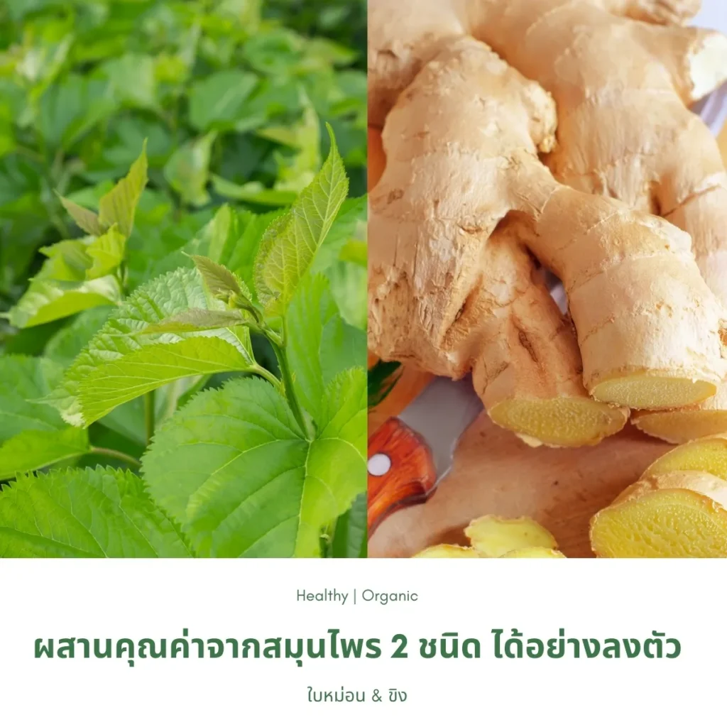 ใบหม่อนและขิง