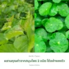 ใบหม่อนและใบบัวบก