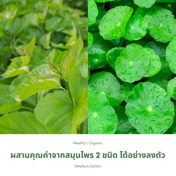 ใบหม่อนและใบบัวบก