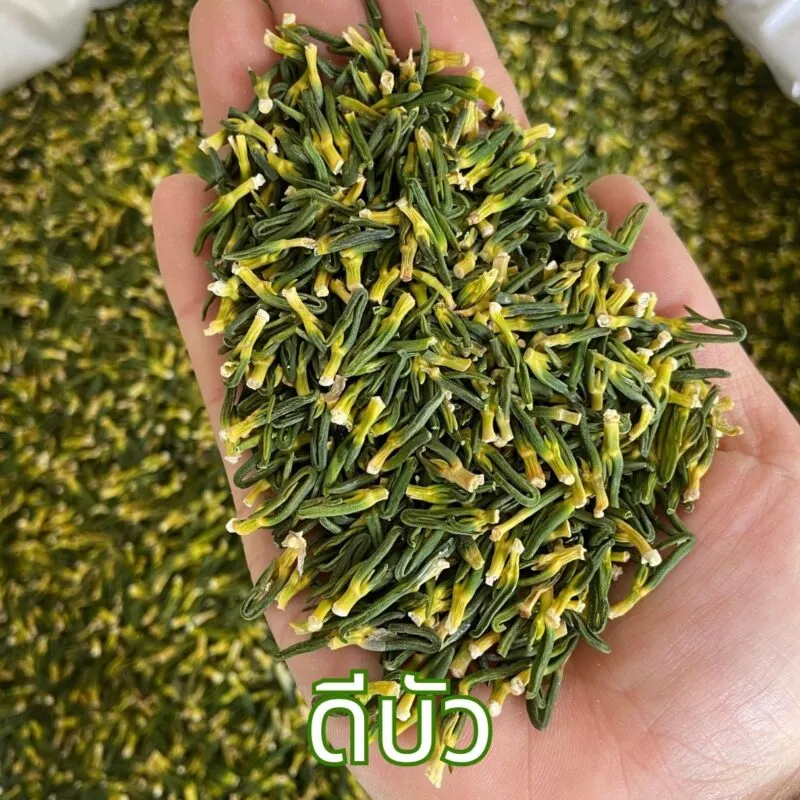 ดีบัวแห้ง