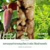 หัวปลีผสมขิงและใบกระเพรา