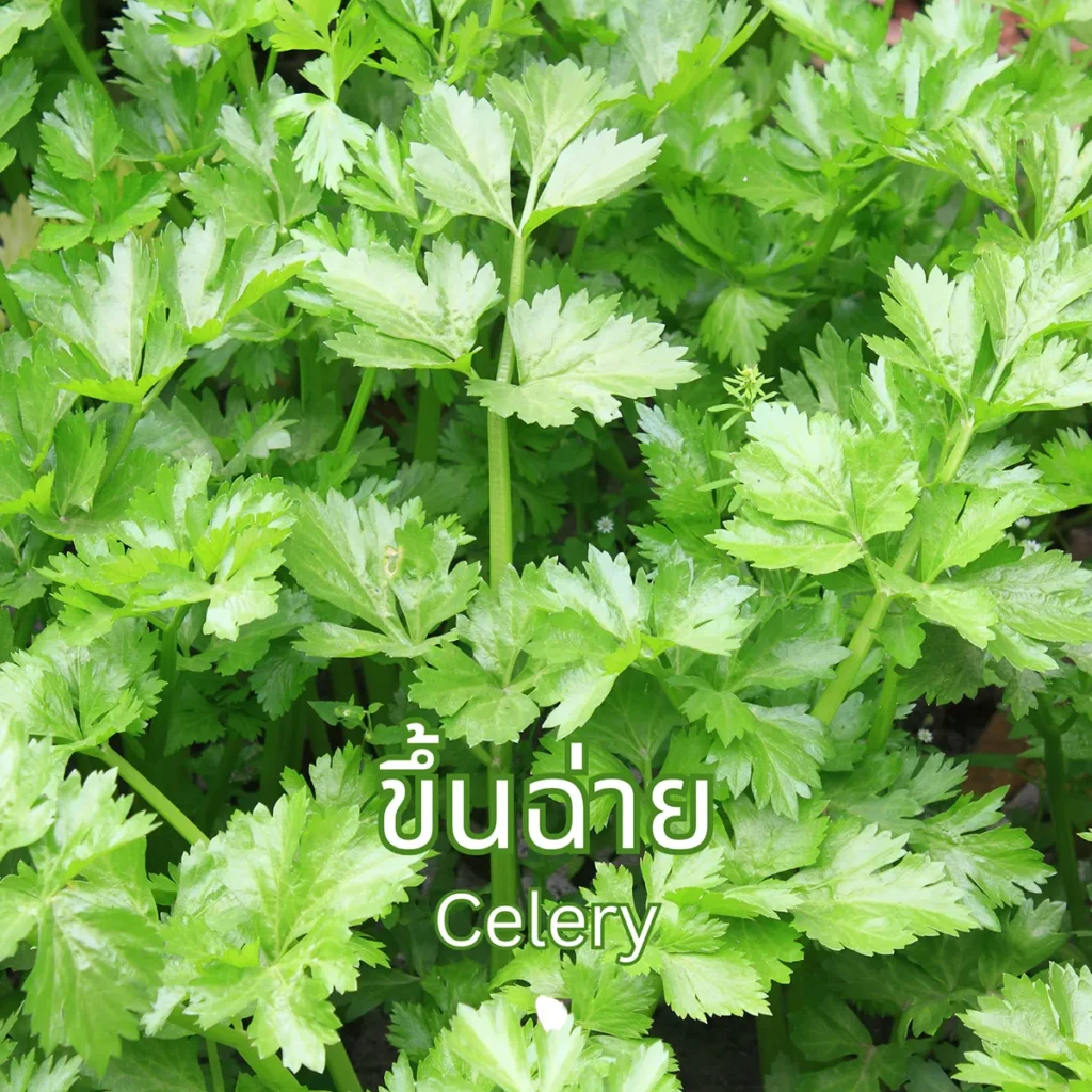 ต้นขึ้นฉ่าย