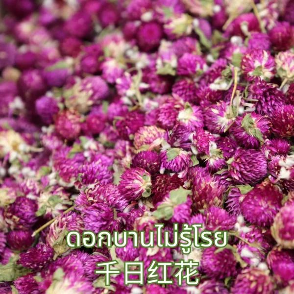 ดอกบานไม่รู้โรย