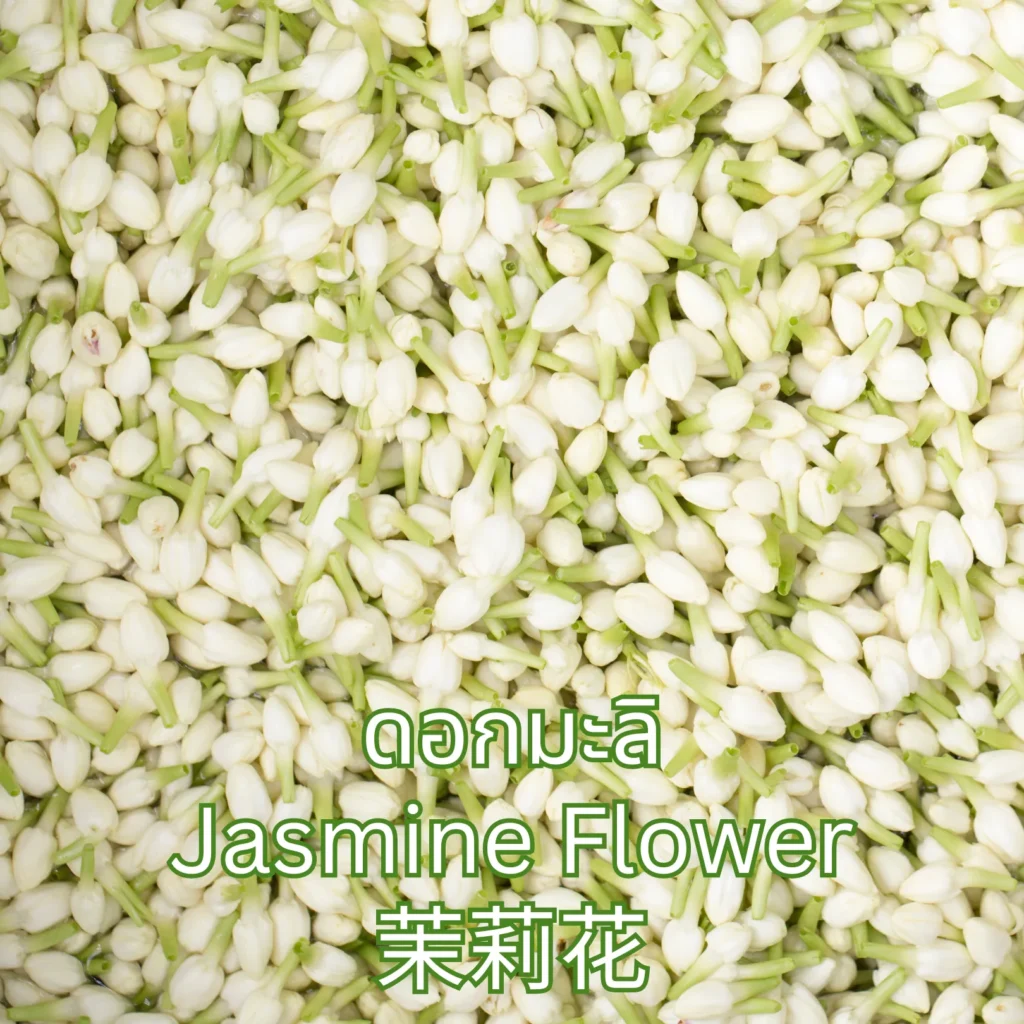 ดอกมะลิ