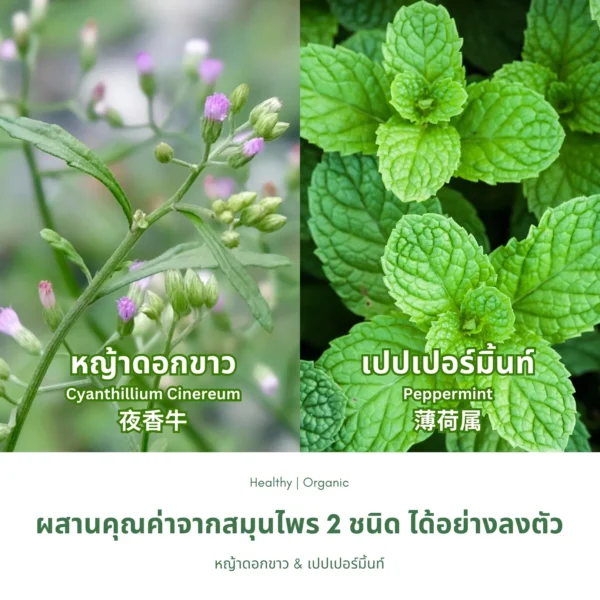 หญ้าดอกขาวและเปปเปอร์มินต์