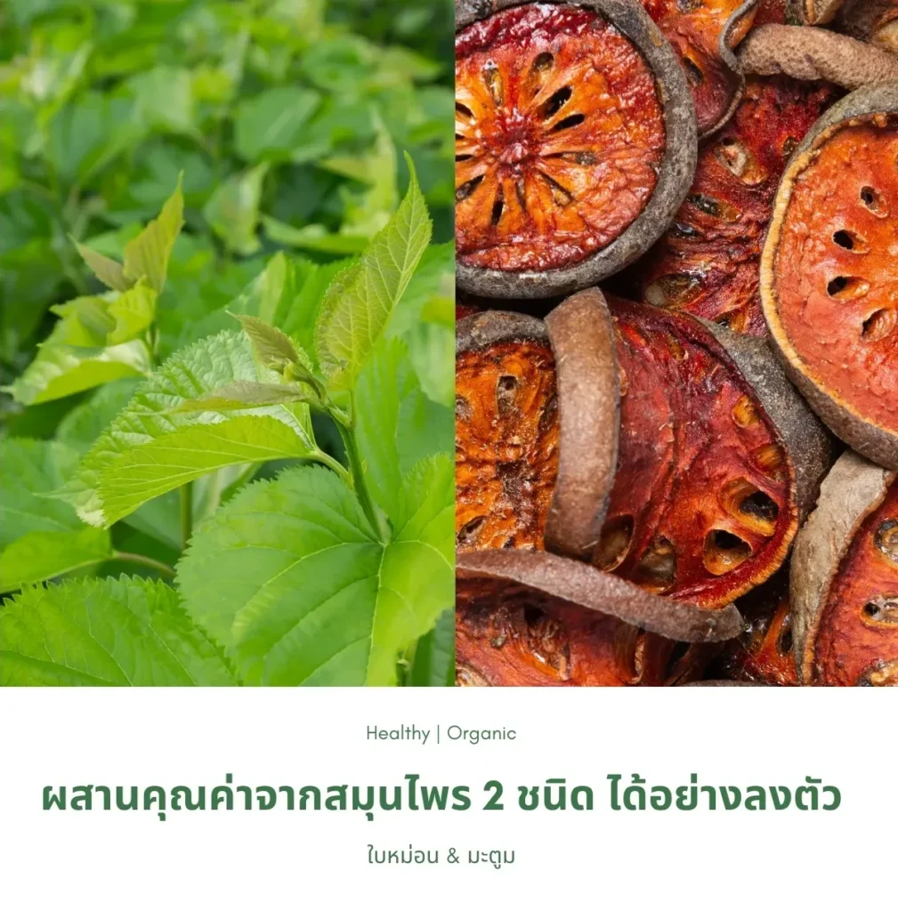 ใบหม่อนและมะตูม