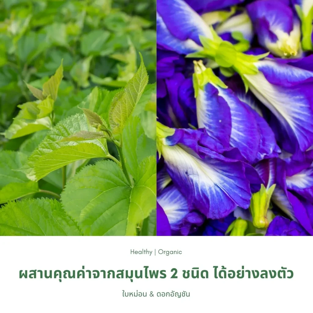 ใบหม่อนและดอกอัญชัน