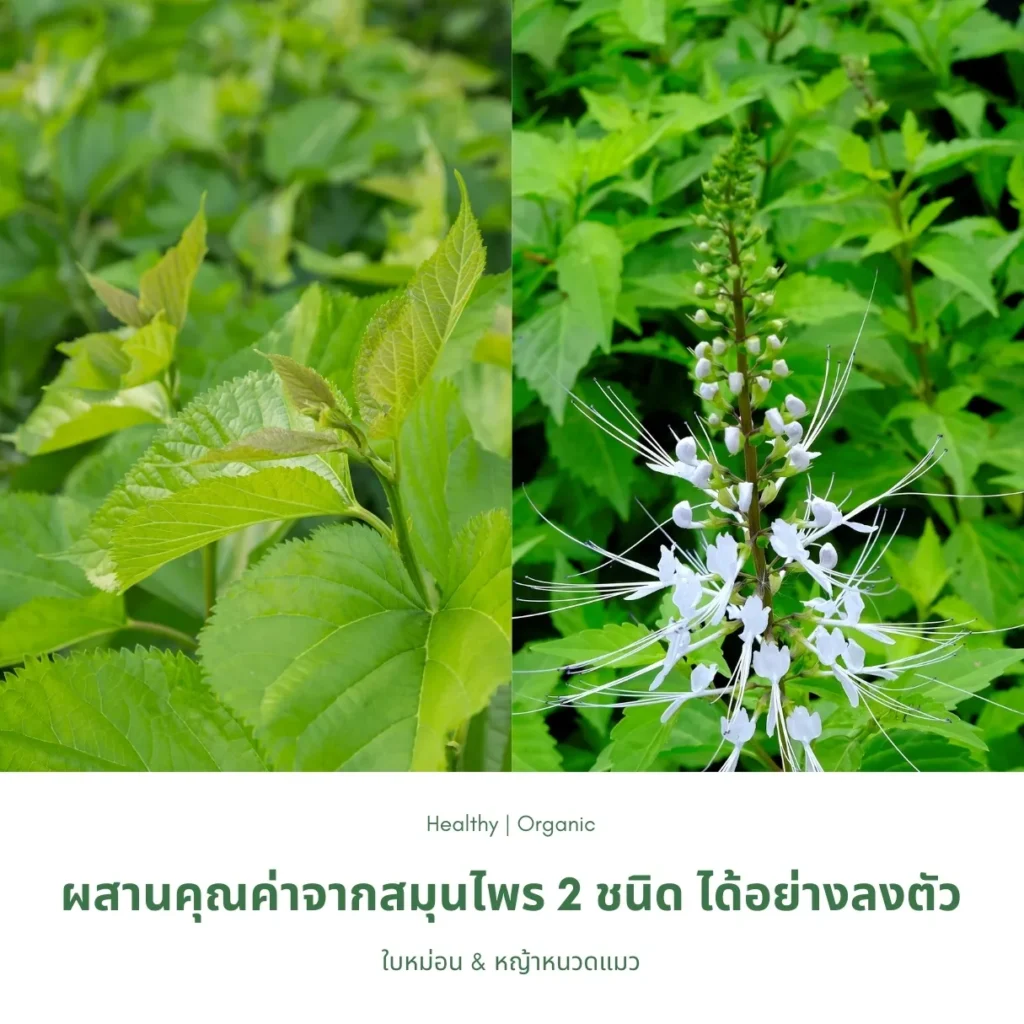 ใบหม่อนและต้นหญ้าหนวดแมว