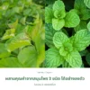 ใบหม่อนผสมเปปเปอร์มินต์