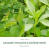 ใบหม่อนและหญ้าหวาน