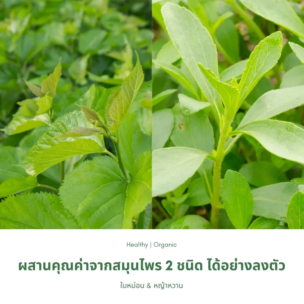 ใบหม่อนและหญ้าหวาน