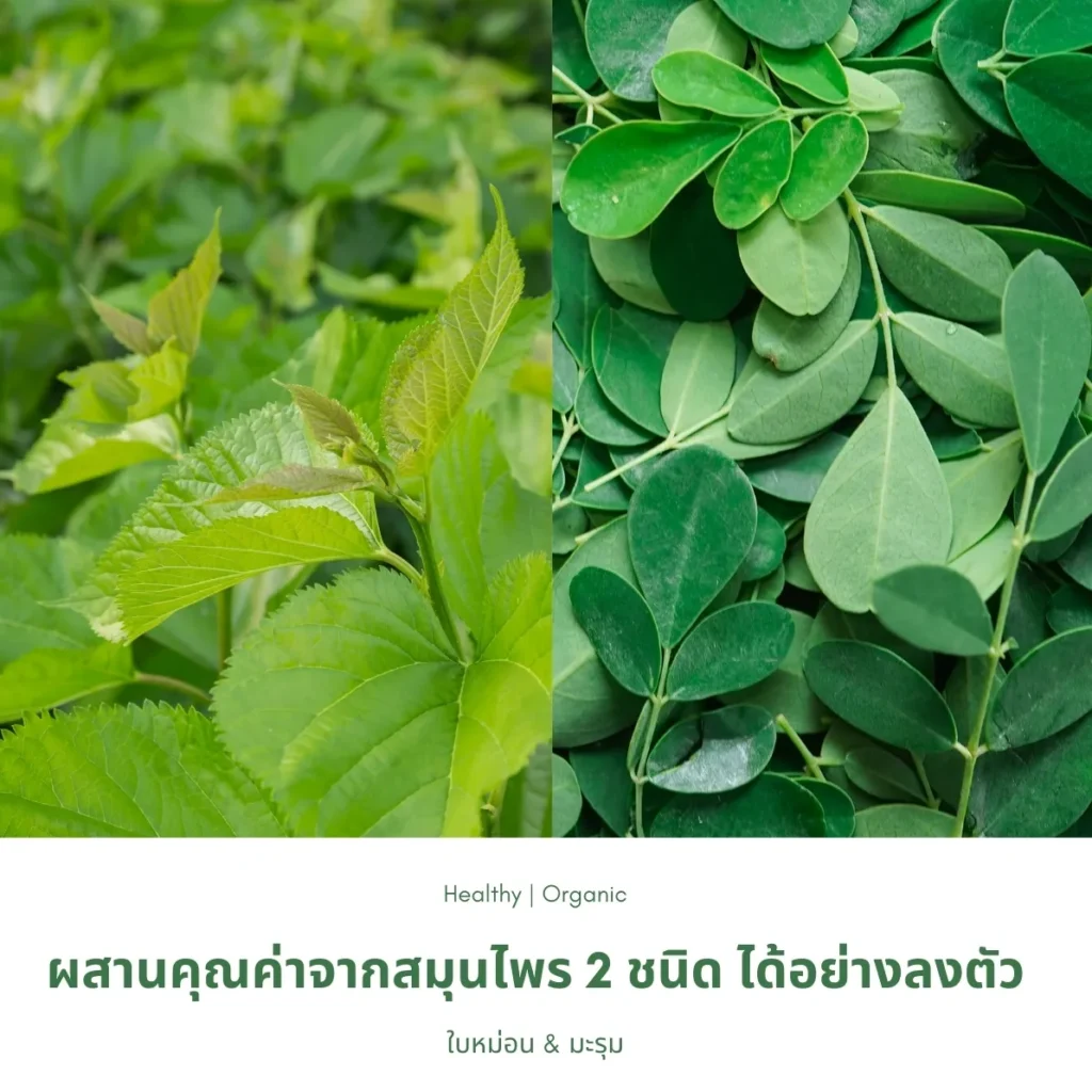 ใบหม่อนและใบมะรุม 