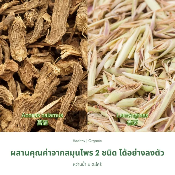 ว่านน้ำผและตะไคร้