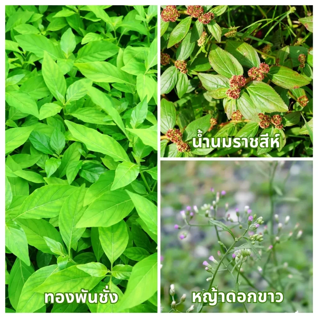 หญ้าดอกขาว ทองพันชั่ง และน้ำนมราชสีห์