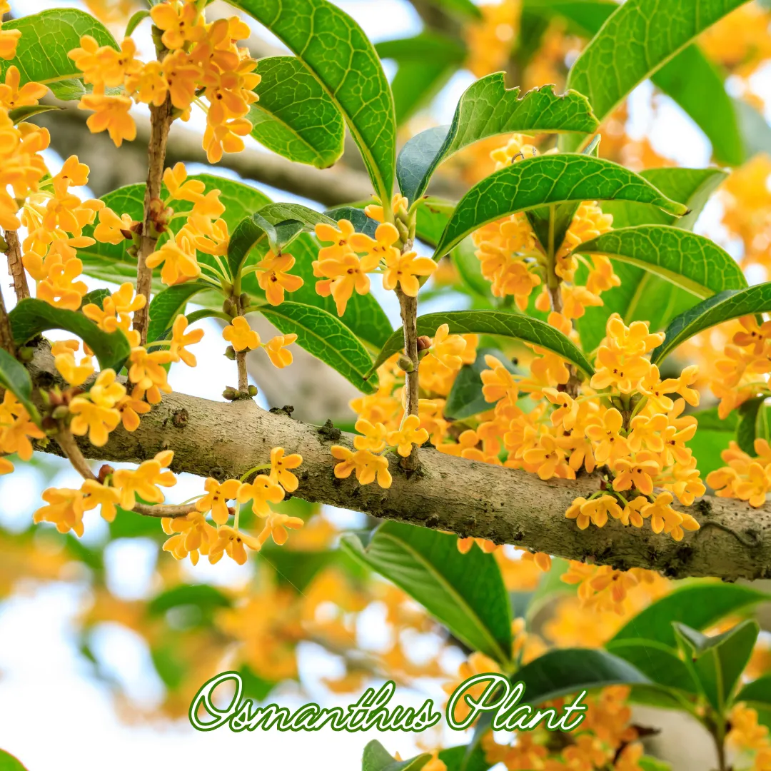 ต้นดอกหอมหมื่นลี้