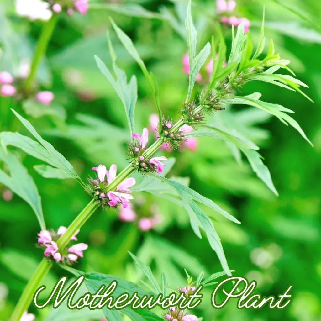 สมุนไพรมาเธอร์เวิร์ต