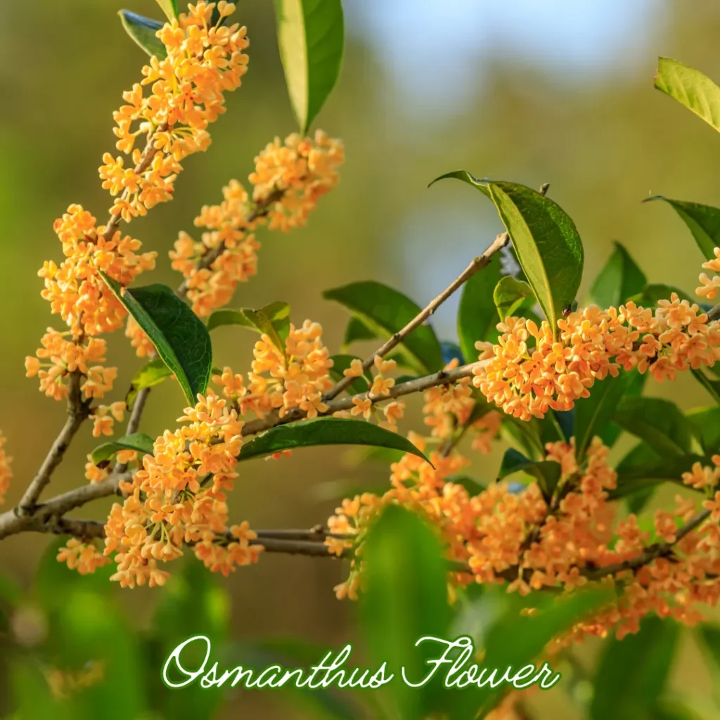 ดอกหอมหมื่นลี้