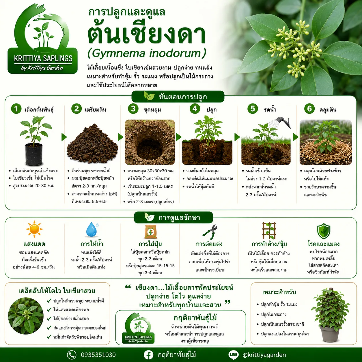 การปลูกและดูแลต้นเชียงดา