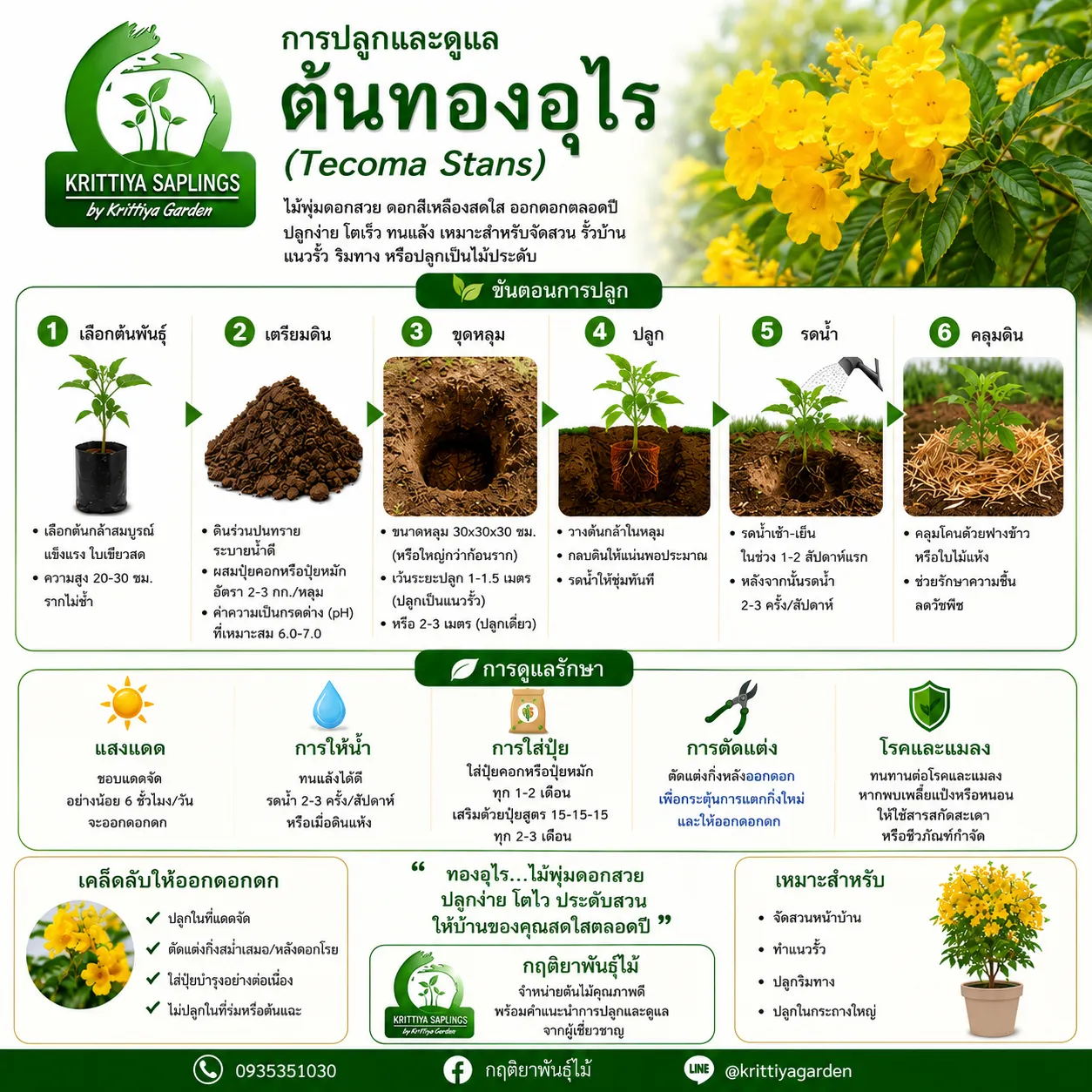ต้นทองอุไร การปลูกและดูแล