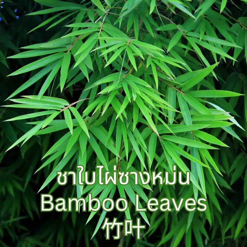 ใบไผ่